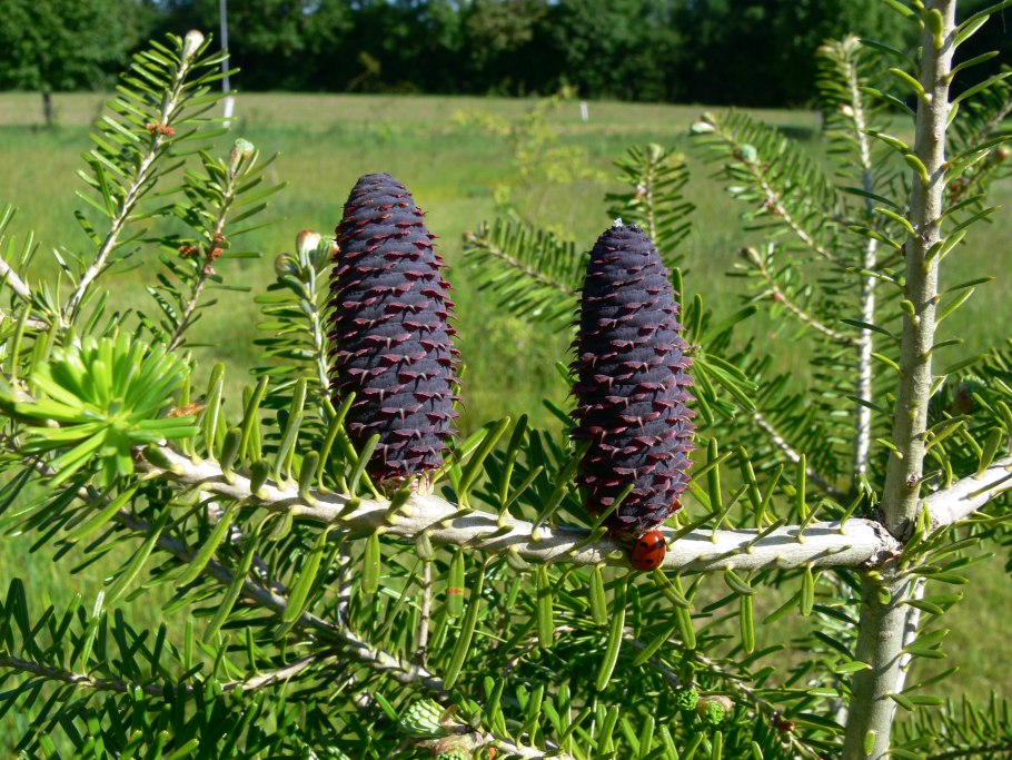 Пихта Блю Мэджик