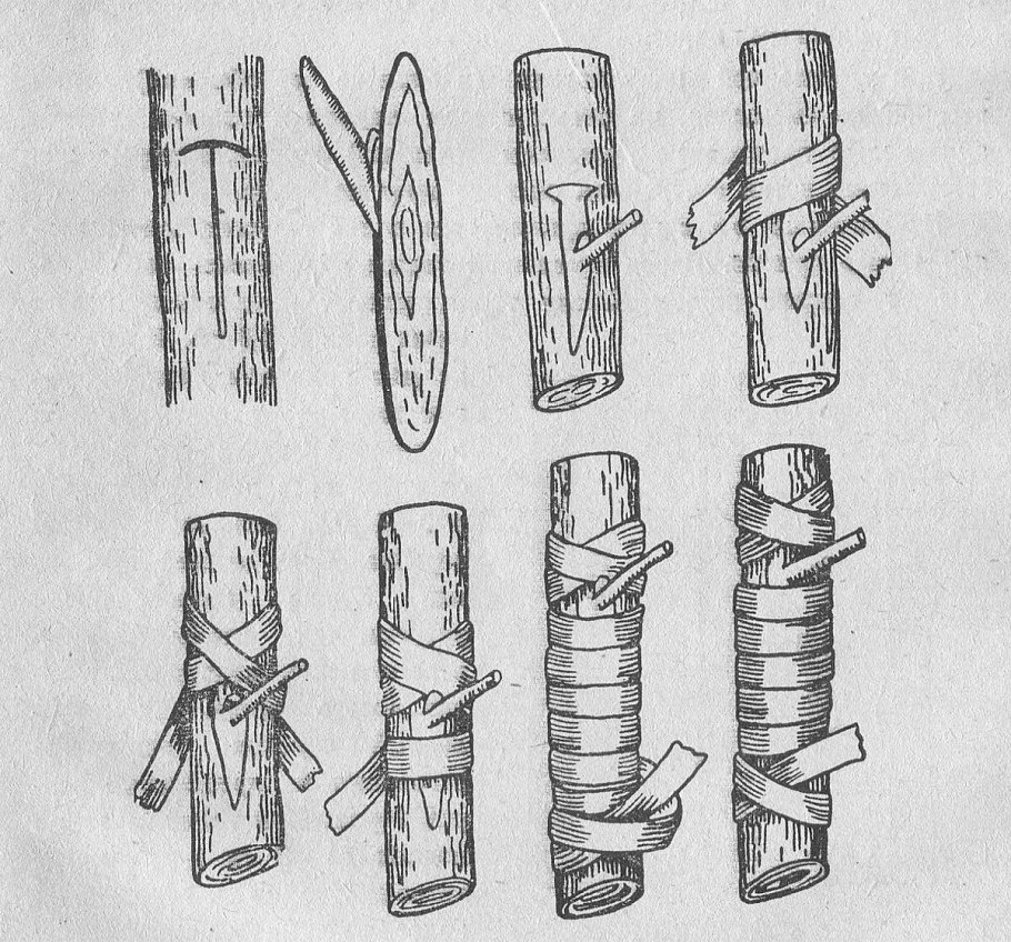 Прививка яблони копулировка