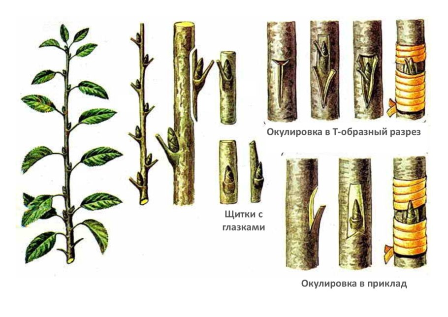 Прививка клином в расщеп
