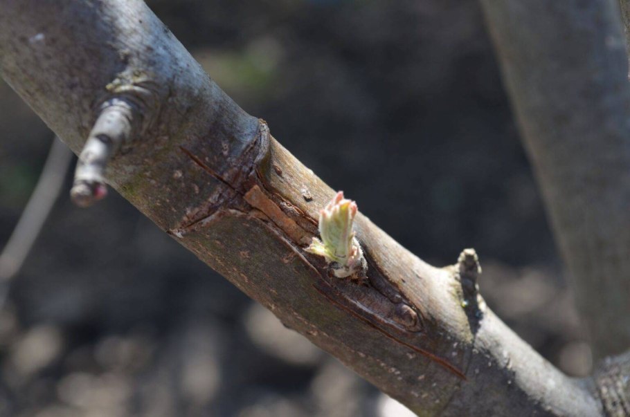 Окулировка спящим глазком