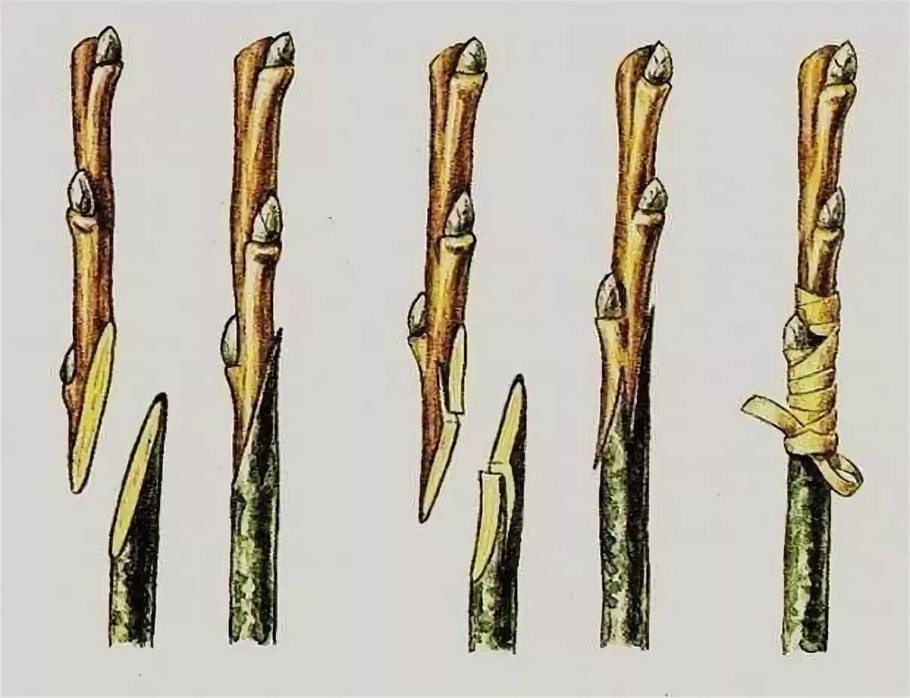 Прививка яблони окулировкой