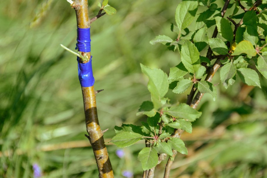 Прививка яблони весной