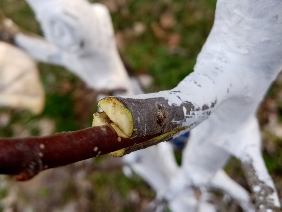 Прививка роз окулировкой