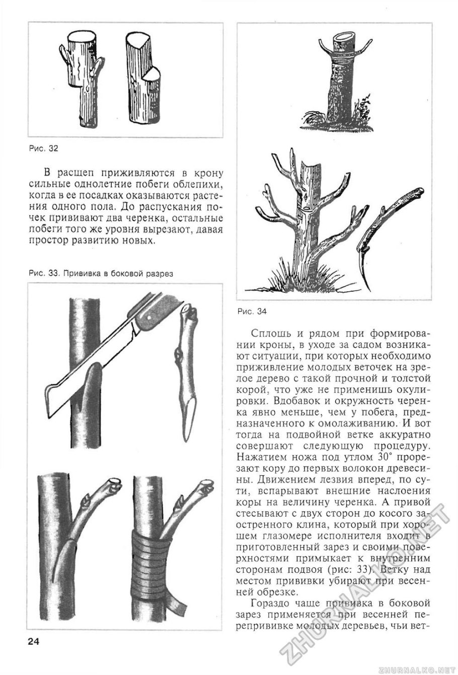 Прививка растений подвой привой