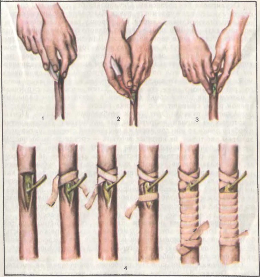 Прививка яблони окулировкой