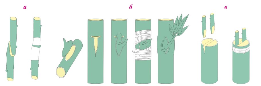 Прививка черенком в расщеп