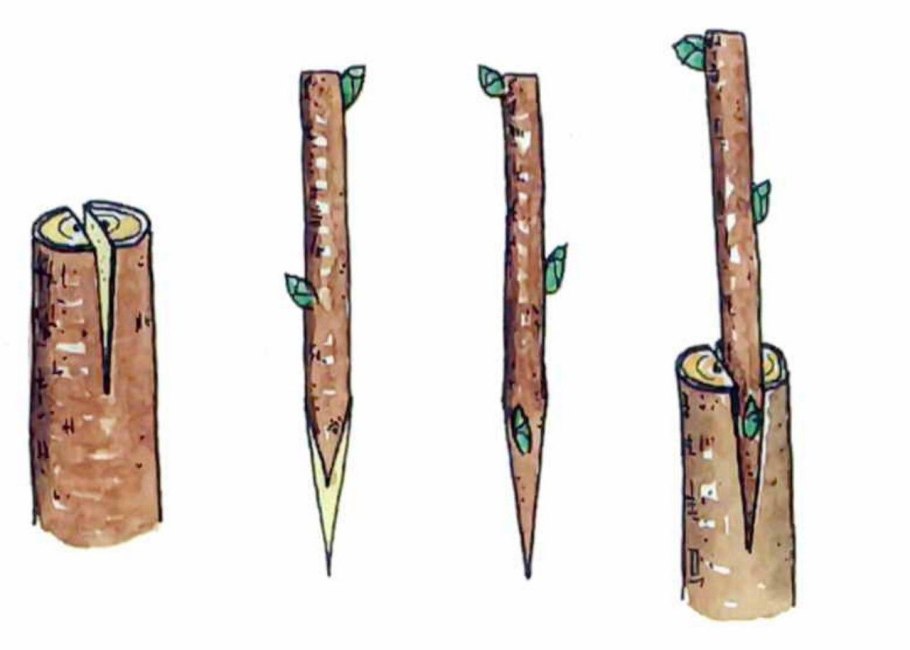 Размножение яблони прививкой