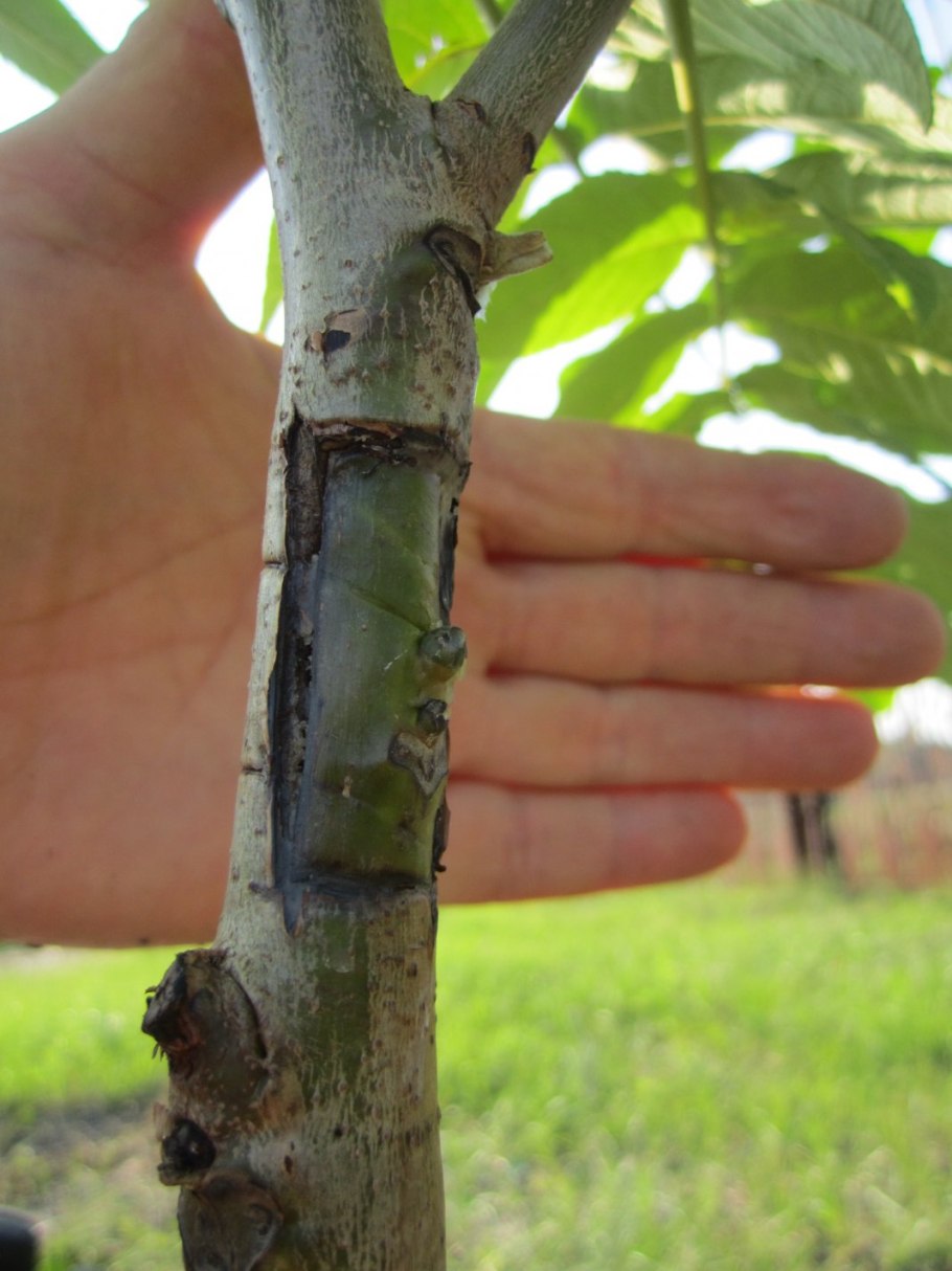 Окулировка роз на шиповник