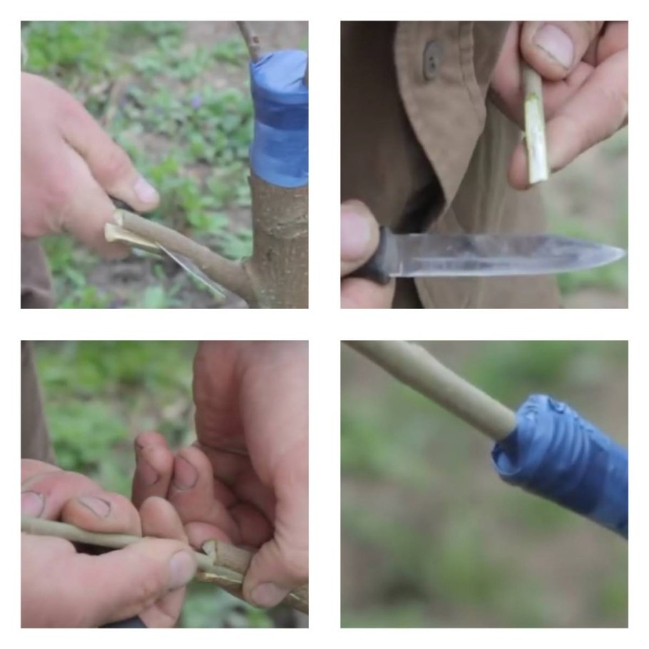 Окулировка саженца абрикоса