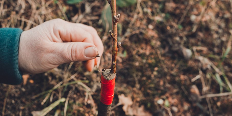 Прививка яблони в расщеп