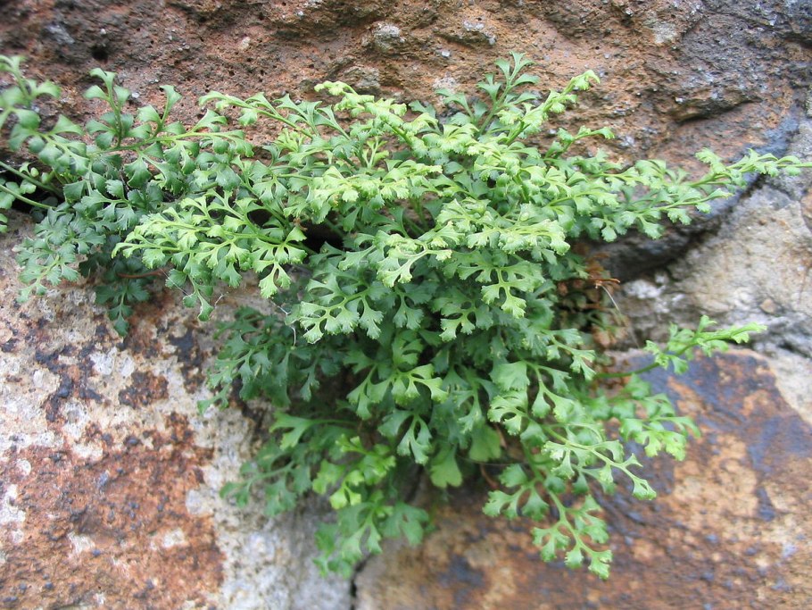 Костенец рута постенная — Asplenium Ruta-muraria.