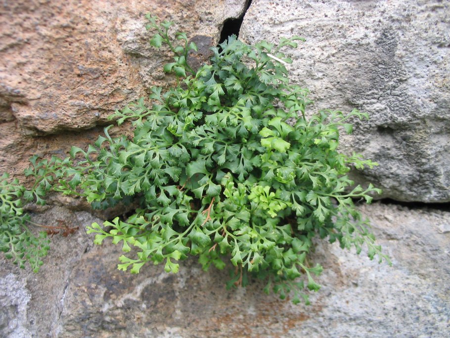 Asplenium Ruta-muraria