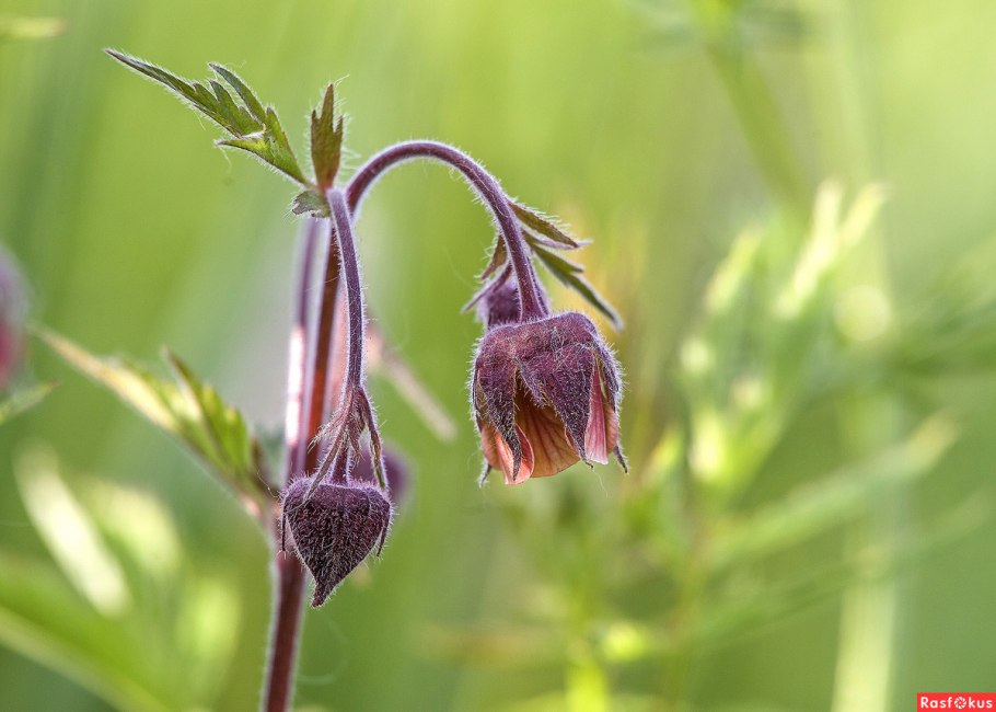 Гравилат Речной цветок
