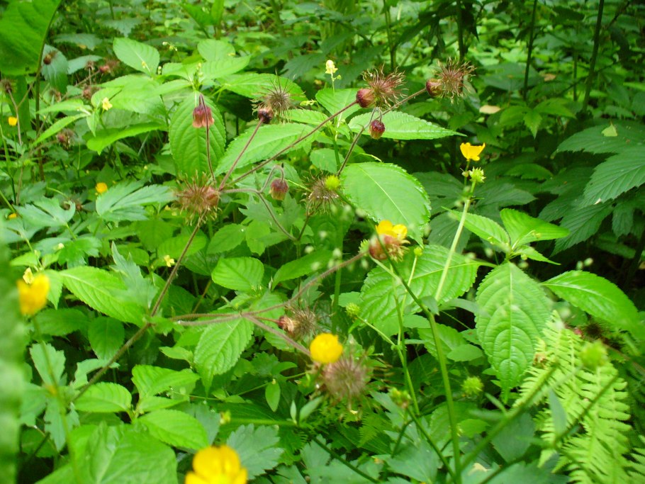 Гравилат Речной Альба