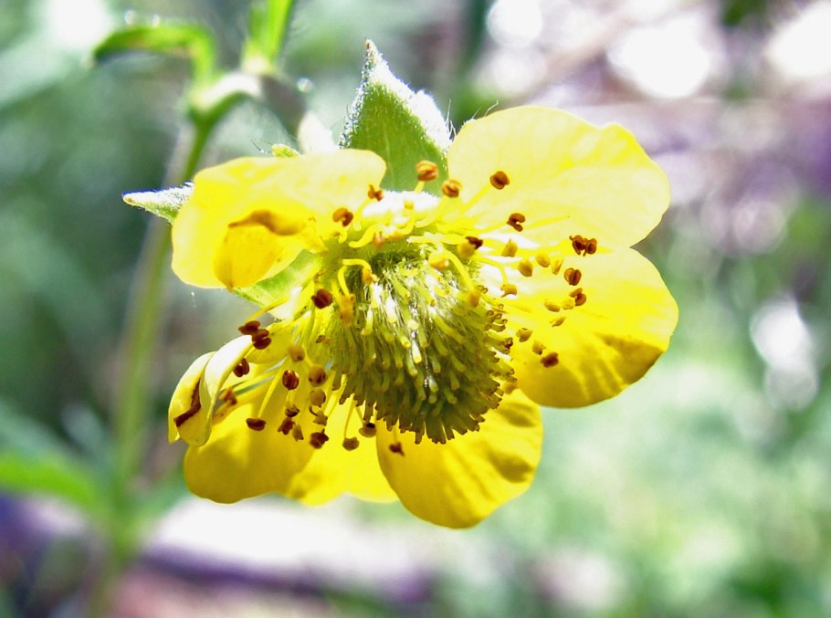 Гравилат Тинкербелл