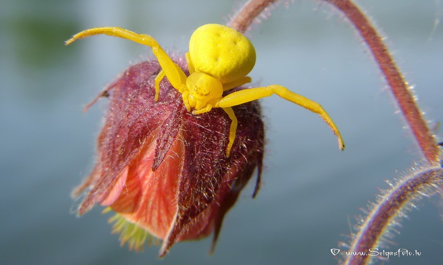 Гравилат Речной Альба