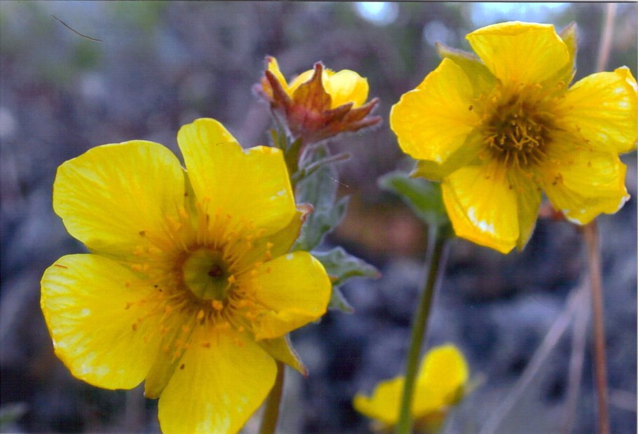 Гравилат Речной