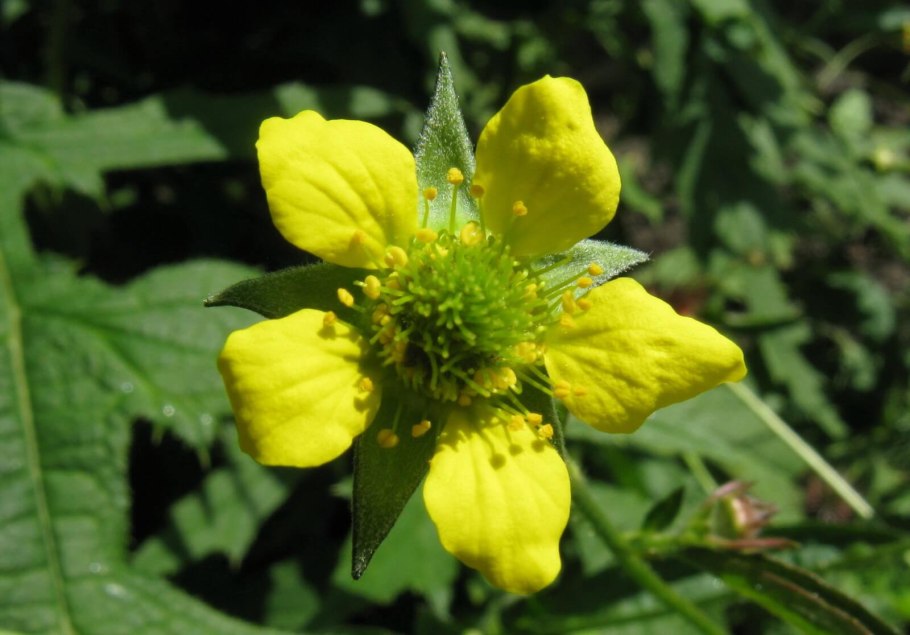 Гравилат крупнолистный