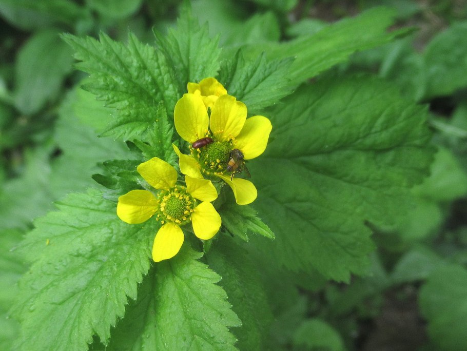 Гравилат трифлорум