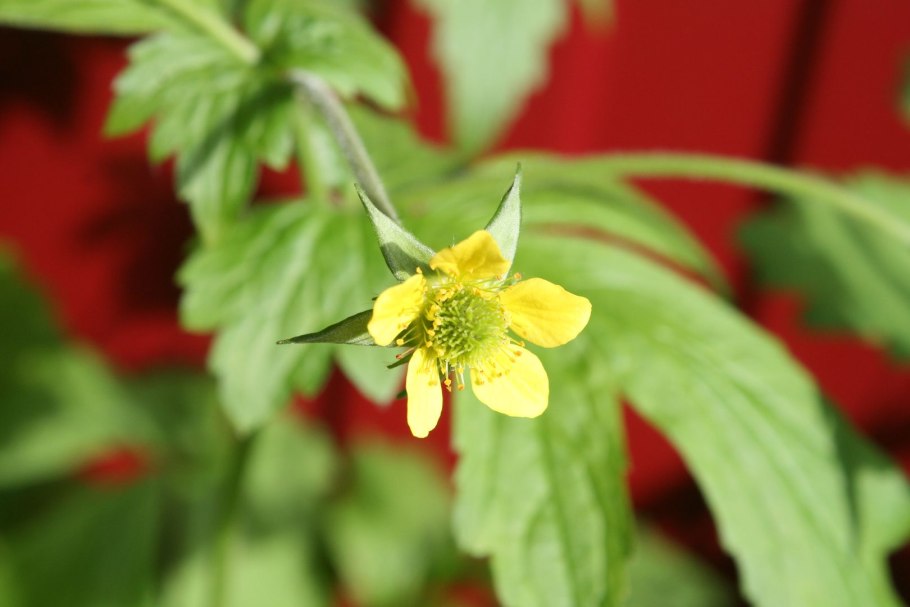 Гравилат крупнолистный