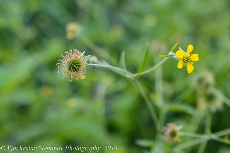 Гравилат городской Geum urbanum l.