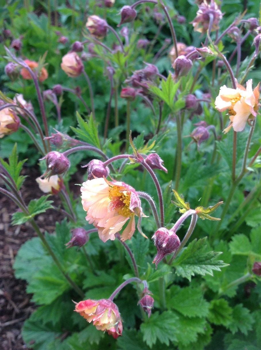 Гравилат подсемейство