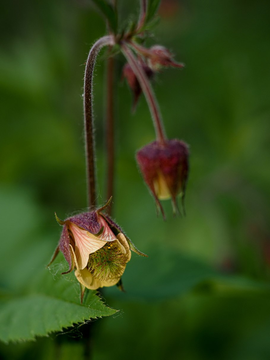 Гравилат городской (Geum urbanum)