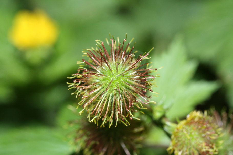 Гравилат красноцветковый