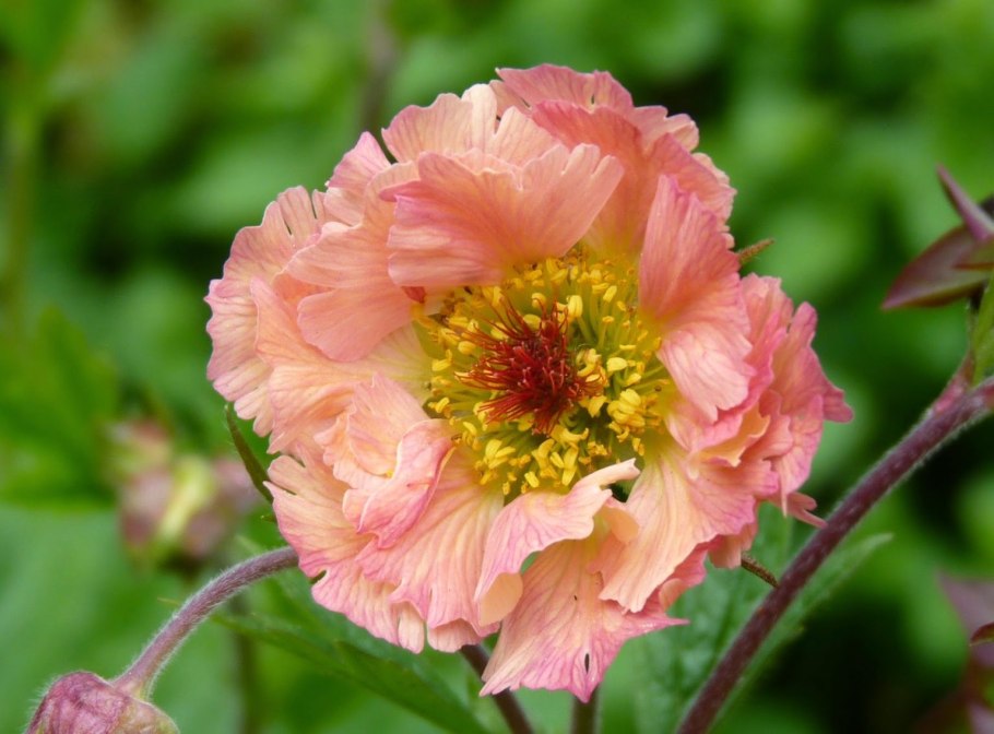 Гравилат горный