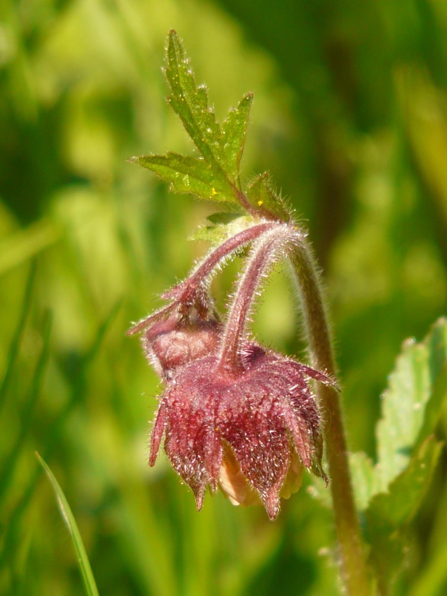 Гравилат Алеппский