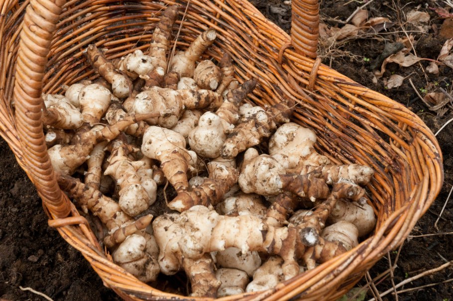 Дикая картошка топинамбур