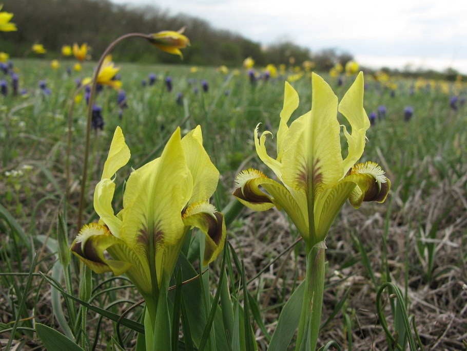 Ирис Iris pumila ‘Marksman’