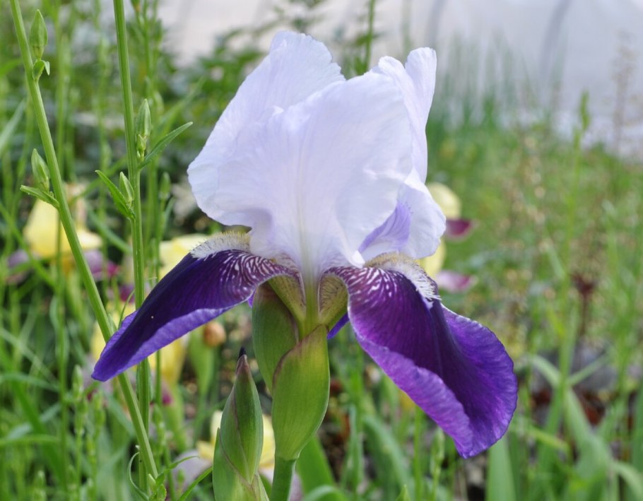 Ирис карликовый (Iris pumila)