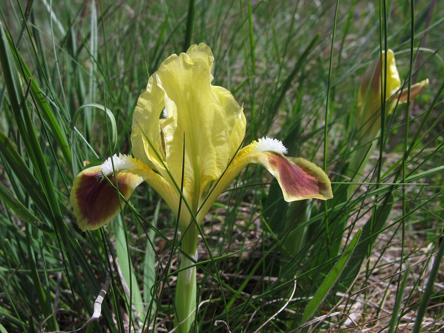 Ирис humilis