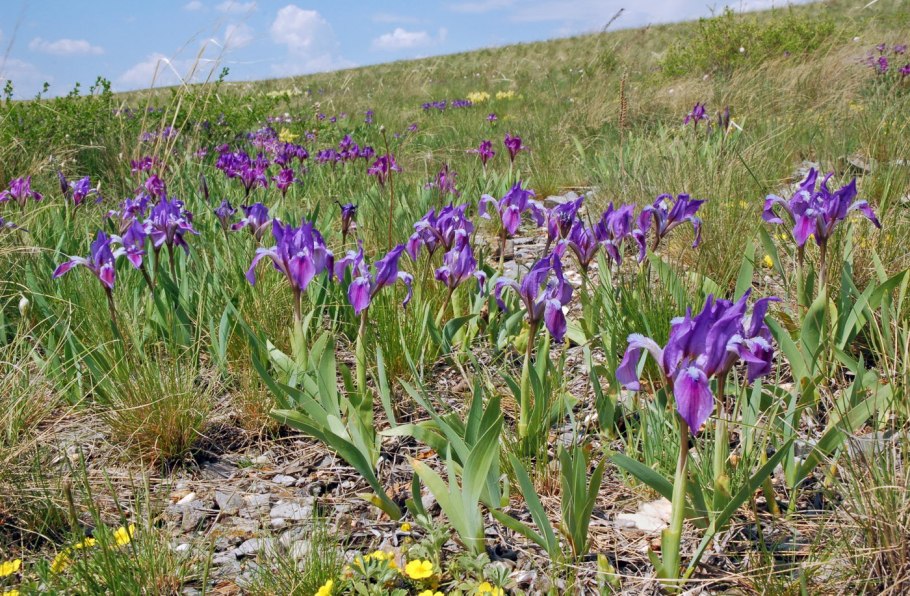 Ирис Iris pumila Michael Paul