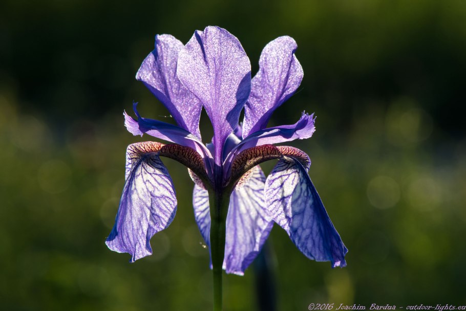 Iris pumila l.