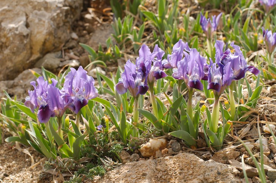 Ирис карликовый (Iris pumila)