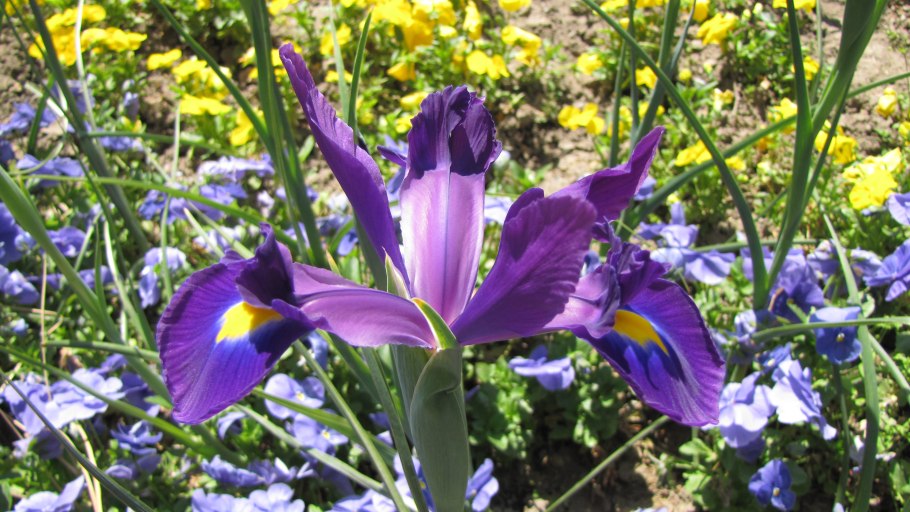 Касатик карликовый, степные Петушки Iris pumila l.
