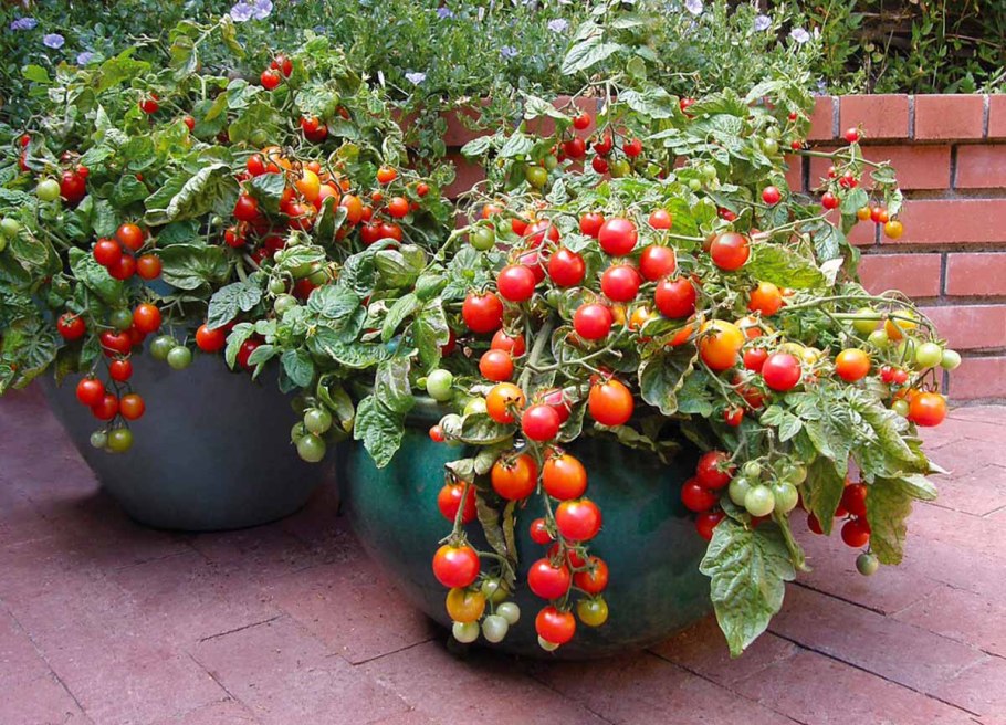 Пендулина черри томат