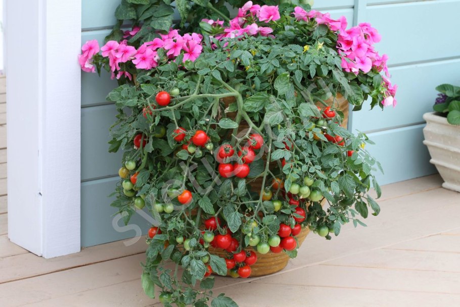 Черри Пиноккио