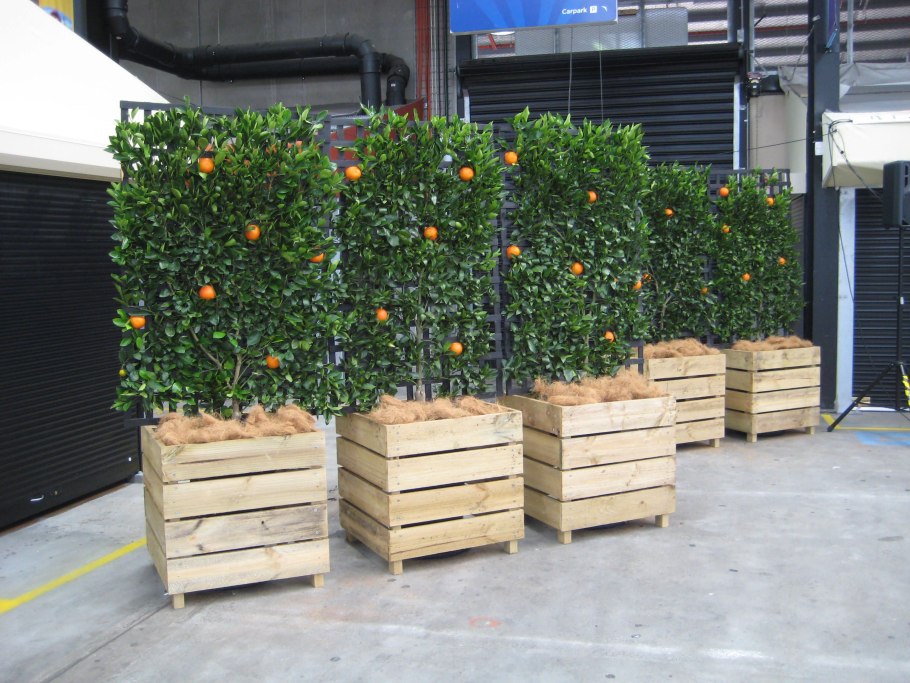 Капуста брюссельская Командор