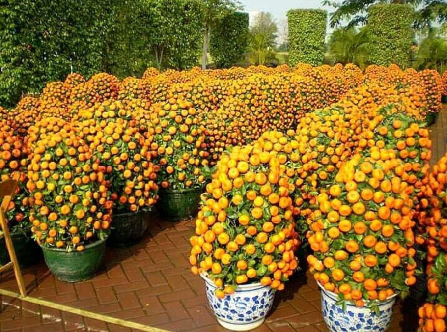 Мелотрия Колибри (мини-Арбуз)