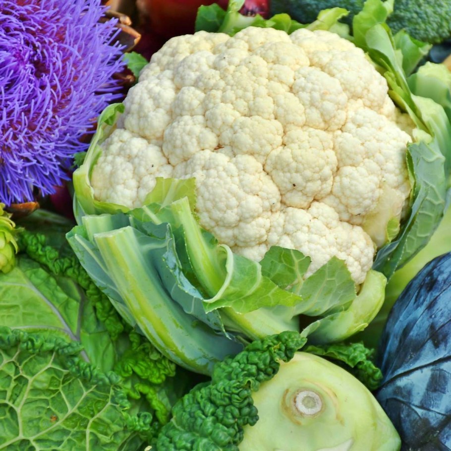 Капуста декоративная Северная роза