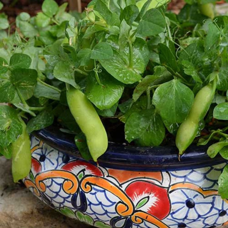 Репа сапфир