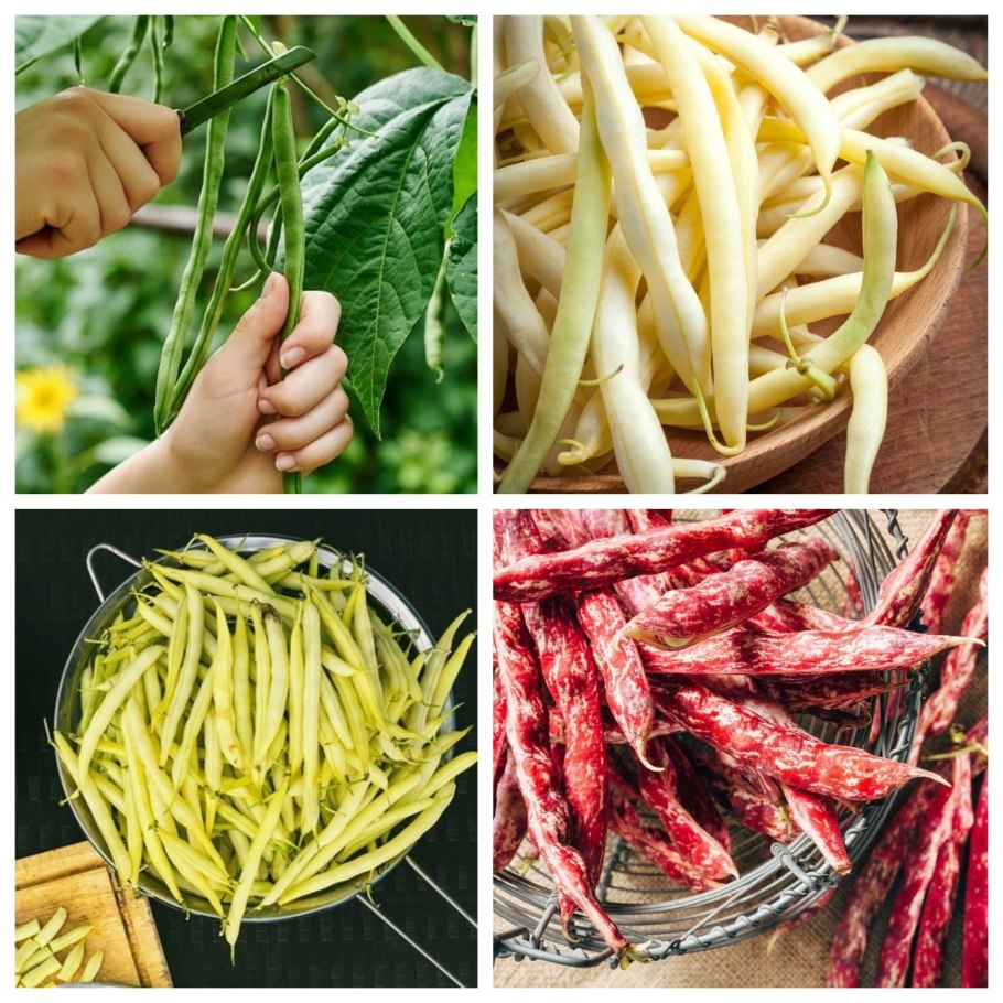 Огород в горшках на даче