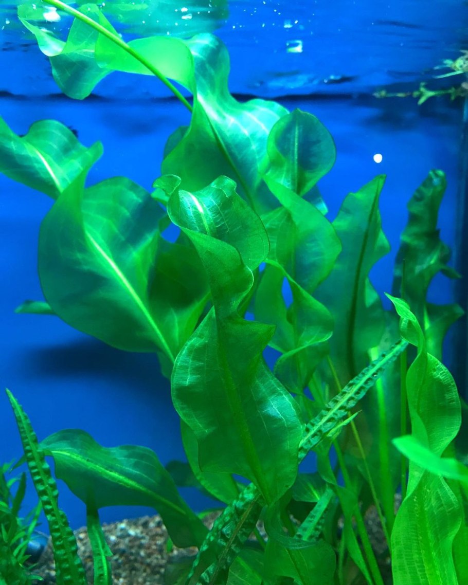 +"Aponogeton dioecus"