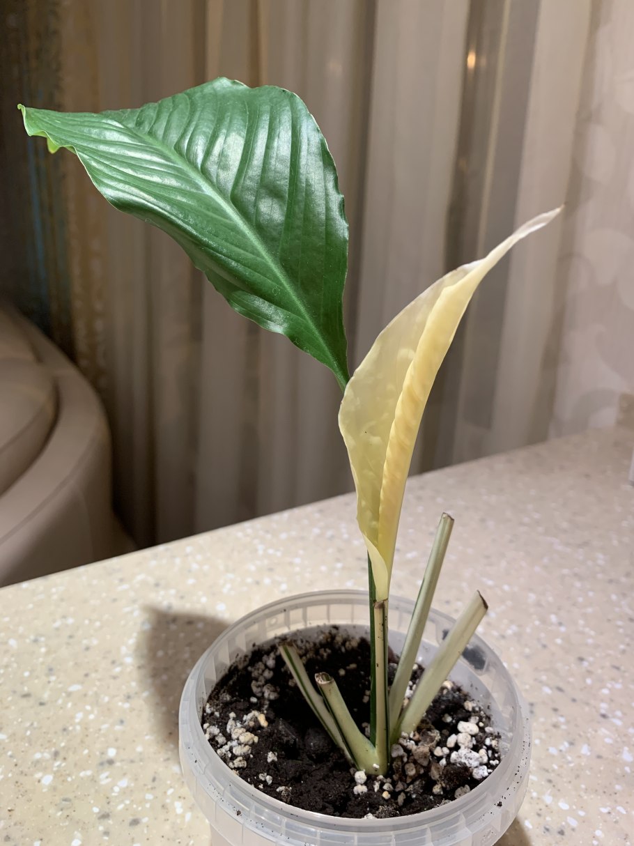 Спатифиллум сорт Пикассо