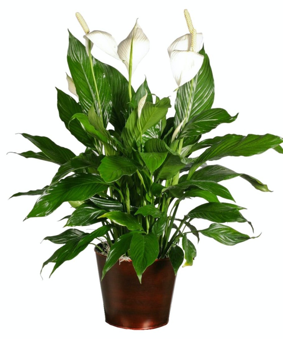 Спатифиллум Ларго