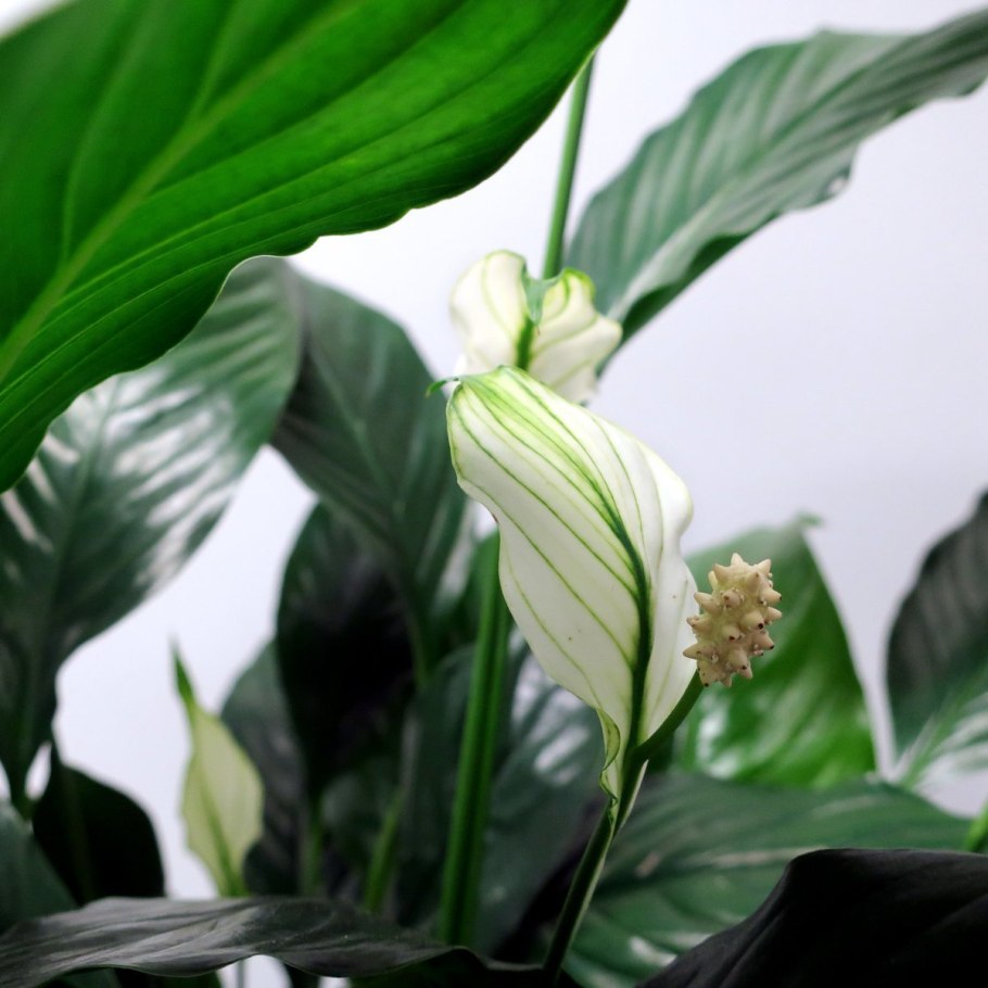 Спатифиллум Домино и Пикассо