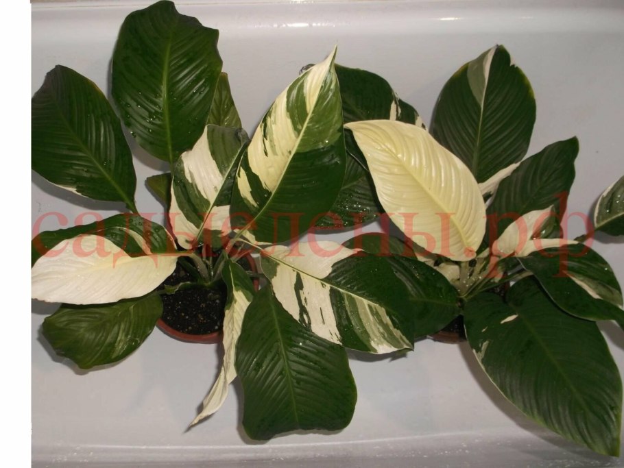 Спатифиллум Свит Чико d13 h45
